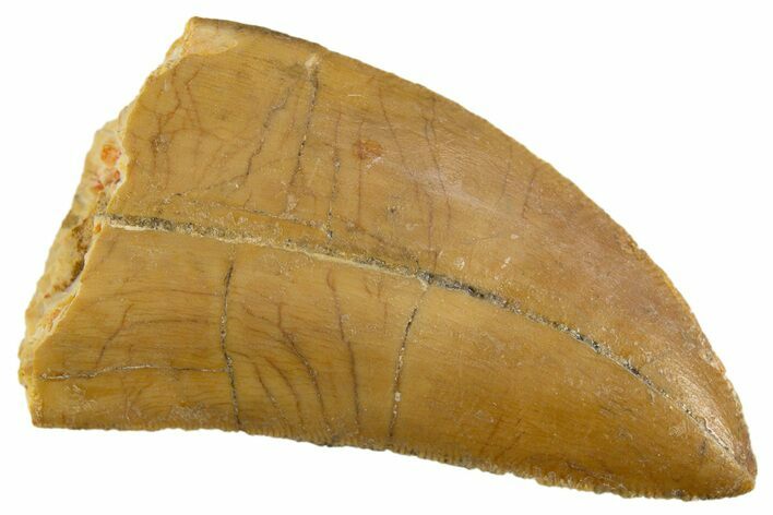 Serrated, Carcharodontosaurus Tooth - Real Dinosaur Tooth #308358